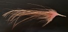 Spey Hackle Rooster Saddle Bronze White dyed Salmon  thumbnail