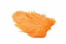 Shrimp Orange thumbnail