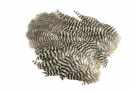 Grizzly thumbnail