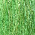 Hot Greenlander Green thumbnail