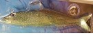 Sølvkroken Tobis Softbait 230 gram Blue/black   thumbnail