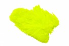 Fl. Yellow Chartreuse thumbnail