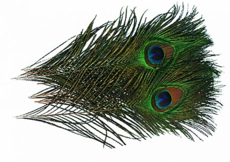 Peacock Eye Feather Natural